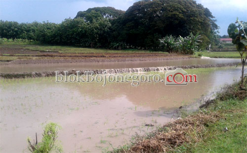 Baru Tanam, Padi Petani Bubulan Terendam Air Hujan