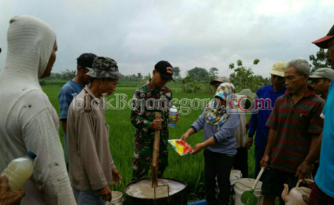 50 Hektar Sawah Desa Tlatah Diserang Wereng