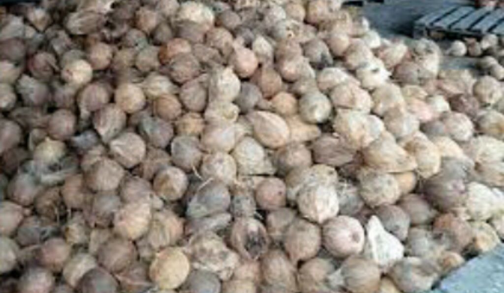 Ramadan, Harga Kelapa di Pasaran Naik