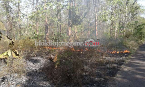 Kebakaran Masih Terjadi di Hutan Dander-Bubulan