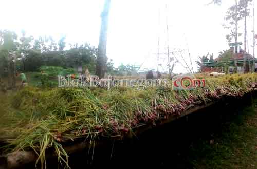 Petani Megale Mulai Panen Bawang Merah