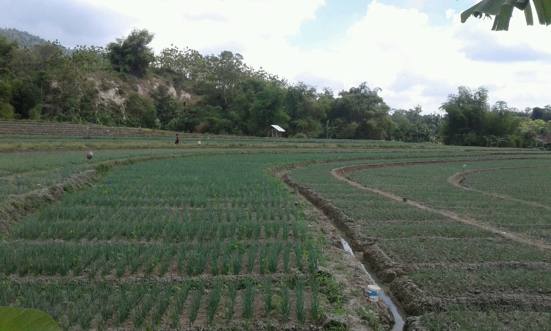 Hujan Turun, Petani Bawang di Sekar Khawatir