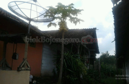 Unik, Ada Pepaya Emas di Desa Cancung