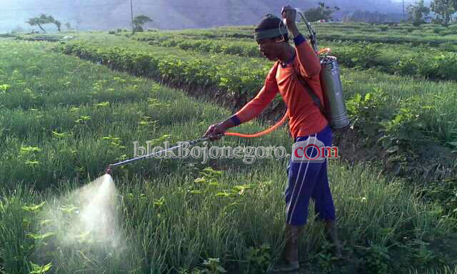Petani Mojoagung Lebih Memilih Menanam Bawang