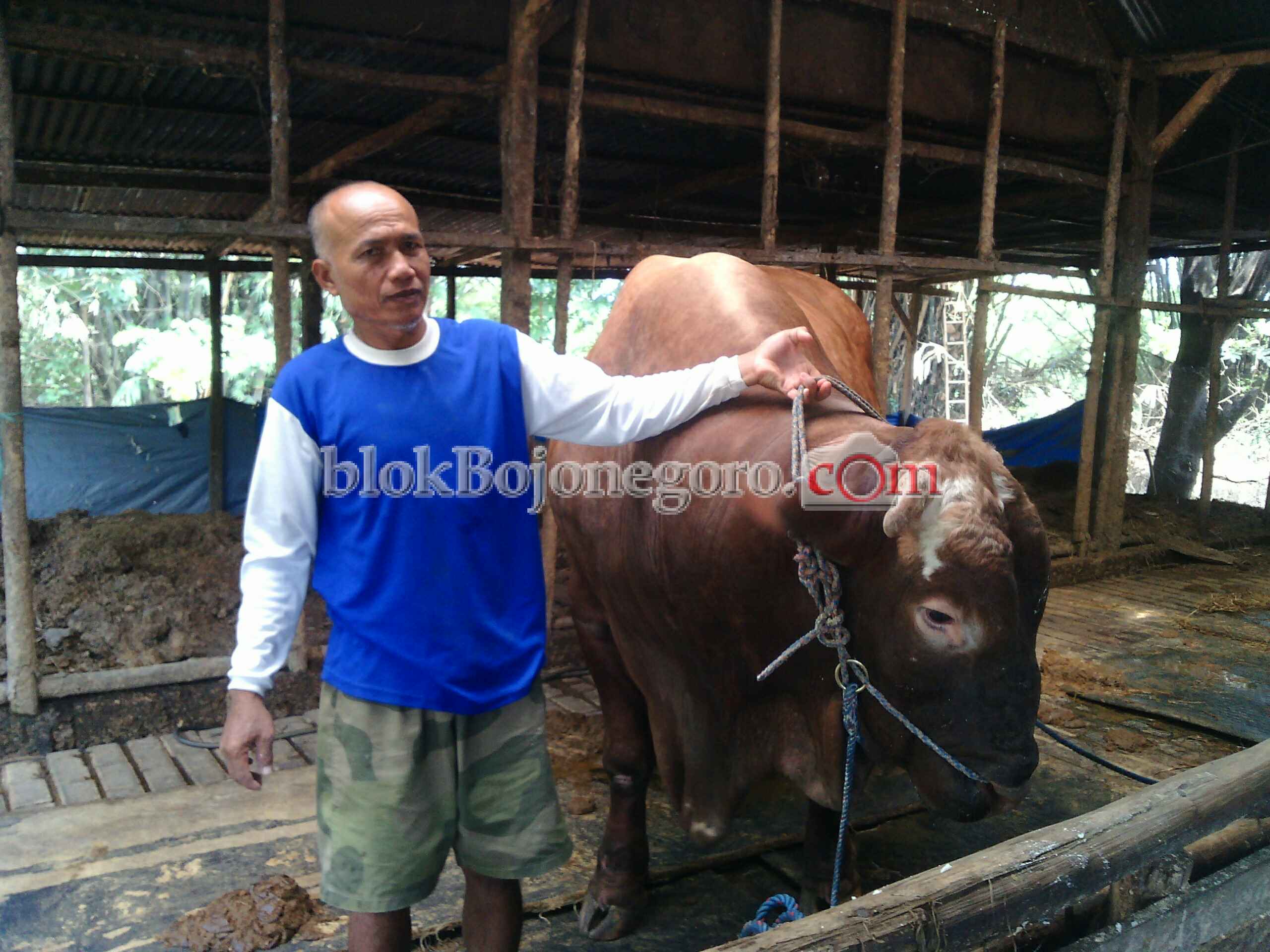Gubernur dan Wagub Jatim Pesan Sapi Kurban di Klepek