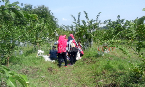 Walau Mahal, Jambu Kristal Tetap Laris