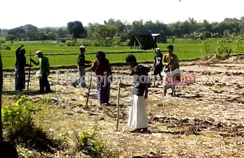 Belasan Santri Kendi Tanam Kacang