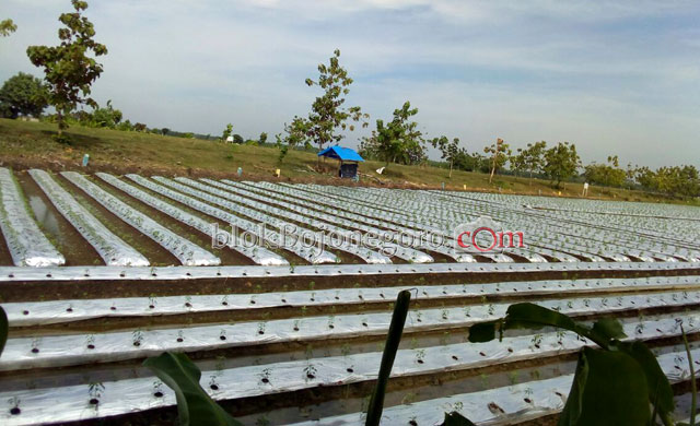 Sering Gagal Panen Padi, Sawah ini Beralih Ditanami Cabai