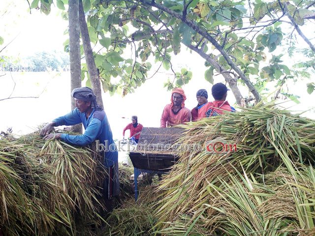 Banjir, Petani Desa Ngulanan Panen Dini