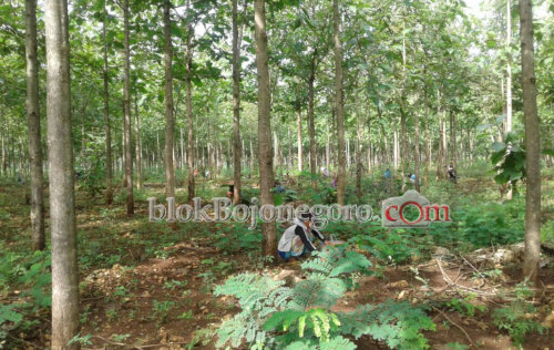 Selain Banyak Protein, Entung Juga Punya Nilai Ekonomis Tinggi