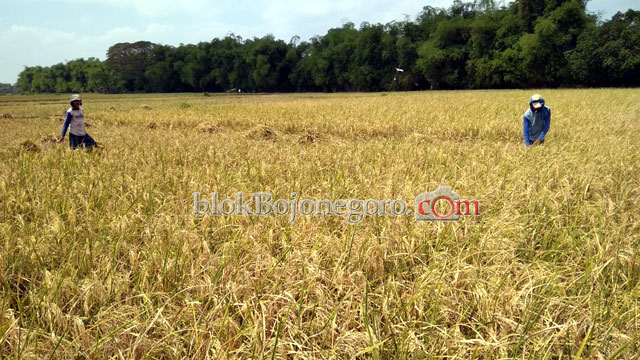 Padi Petani di Sumberharjo Terancam Puso