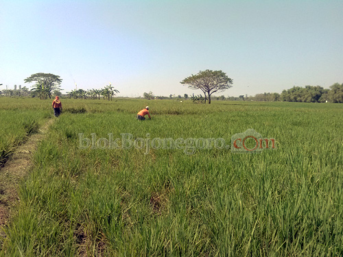 Langka, Petani di Sekar Kesulitan Mendapatkan Pupuk