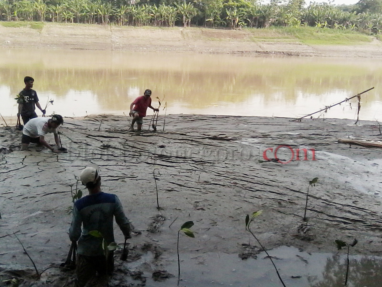 Menanam Mangrove di Tepi Bengawan, ini Dasarnya