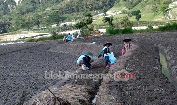 Sebagian Warga Jatiblimbing Mulai Tanam Bawang Merah