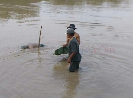 Jazad Kakek Tenggelam di Bengawan Akhirnya Ditemukan