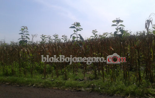 Awal Tahun, Petani Bubulan Panen Jagung