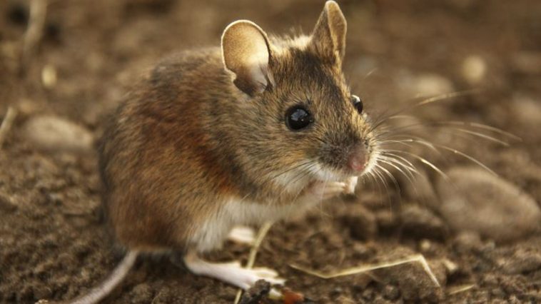Marak Hama Tikus, Petani Berharap Dinas Turun Tangan