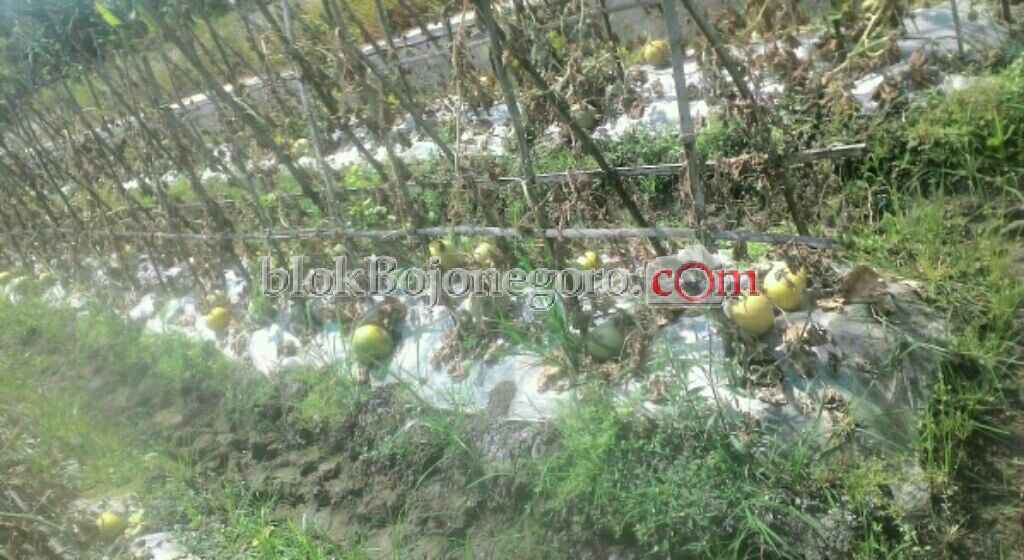 Kurang Air, Panen Melon di Sumberrejo Tak Maksimal