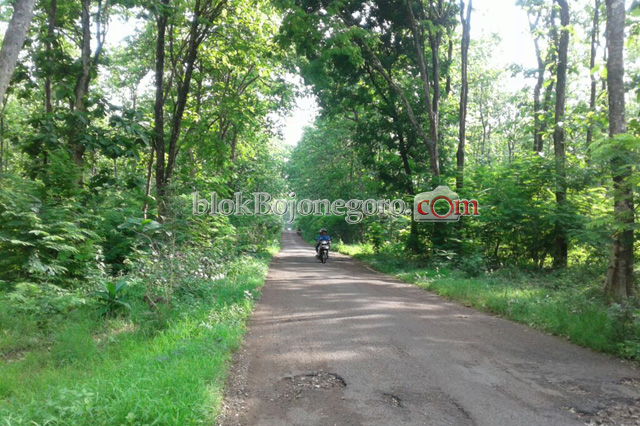 Pohon di Jalan Dander-Bubulan Rawan Tumbang