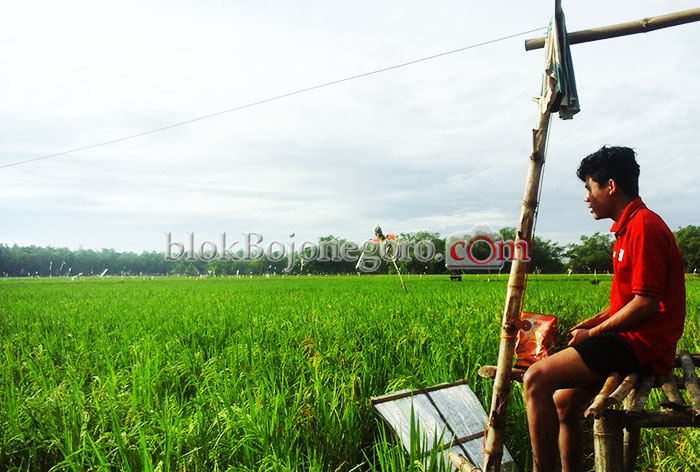 Masa Panen, Petani Bantaran Bengawan Solo Was-was