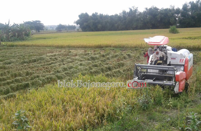 Puncak Panen, Harga Gabah di Bubulan Stabil