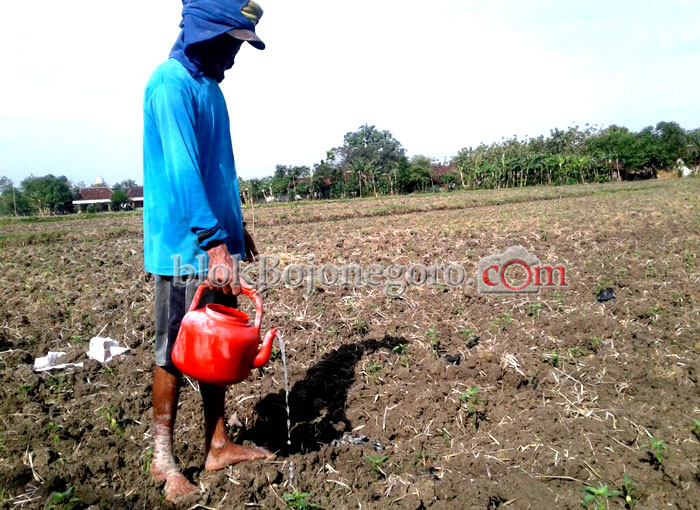 Tanam Cabai Masih Jadi Andalan Warga Tambakrejo