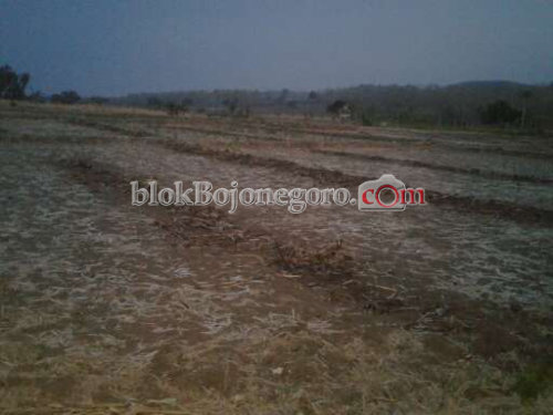 Kemarau, Sebagian Lahan di Bubulan Tak Ditanami
