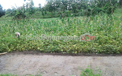 Petani Tambakrejo Mulai Panen Kacang Hijau