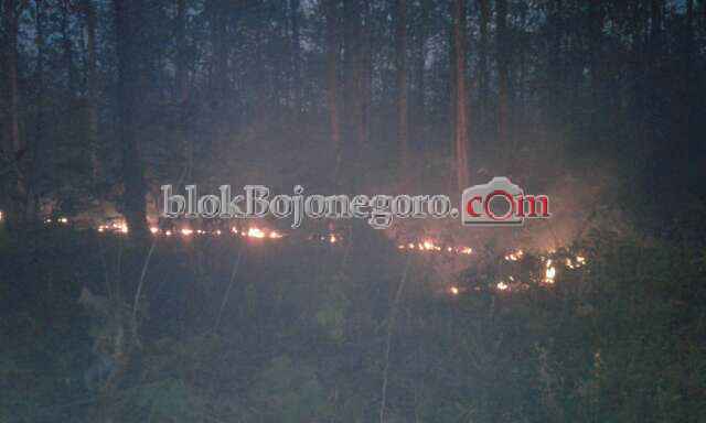 Hutan di Pinggiran Jalan Dander-Bubulan Terbakar