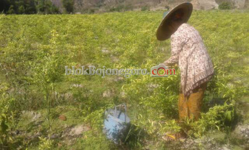 Jelang Natal dan Tahun Baru, Harga Cabai dan Telur Terus Naik