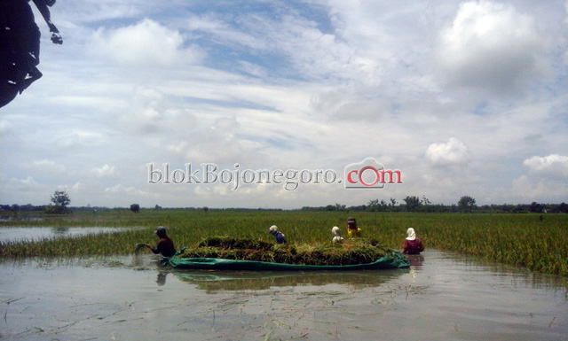 Petani di Pilanggede Terpaksa Panen Dini