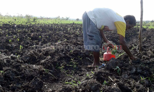 Petani Ngasem Mulai Taman Cabai