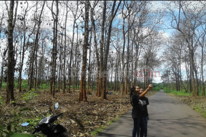Pohon Jati Dander-Bubulan, Spot Asyik untuk Prewedding