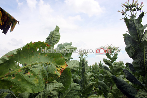 Hujan Turun, Petani Tembakau Resah