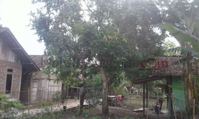Sebagian Warga Bubulan Panen Mangga
