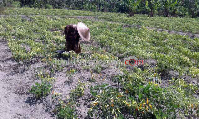 Kemarau, Sebagian Petani Cabai di Ngasem Mulai Panen