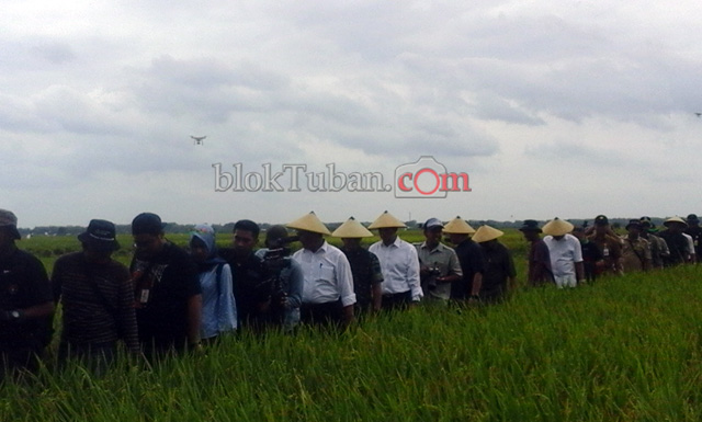 Menteri Pertanian RI Lakukan Panen Raya di Kanor