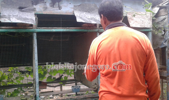 Isi Masa Pensiun, Pria ini Ternak Puluhan Burung