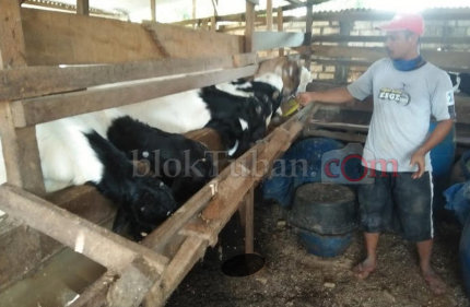 Peserta Asuransi Sapi di Bojonegoro Masih Minim