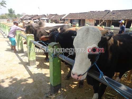 Harga Hewan Kurban di Bojonegoro Mulai Naik