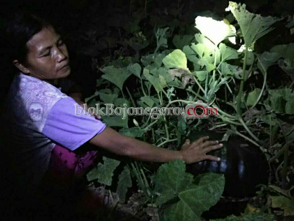 Waluh Jumbo Tumbuh di Pekarangan Warga Trucuk