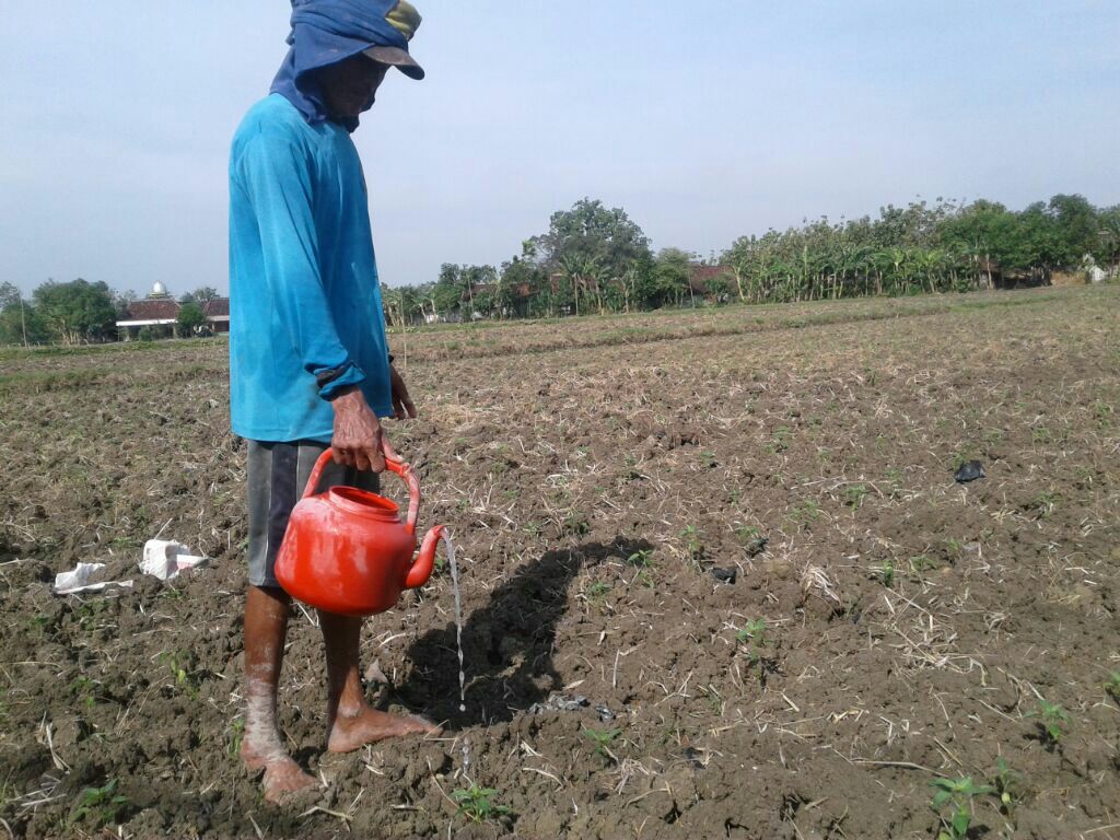 Cabai Dirasa Lebih Cepat dari Jagung dan Tembakau