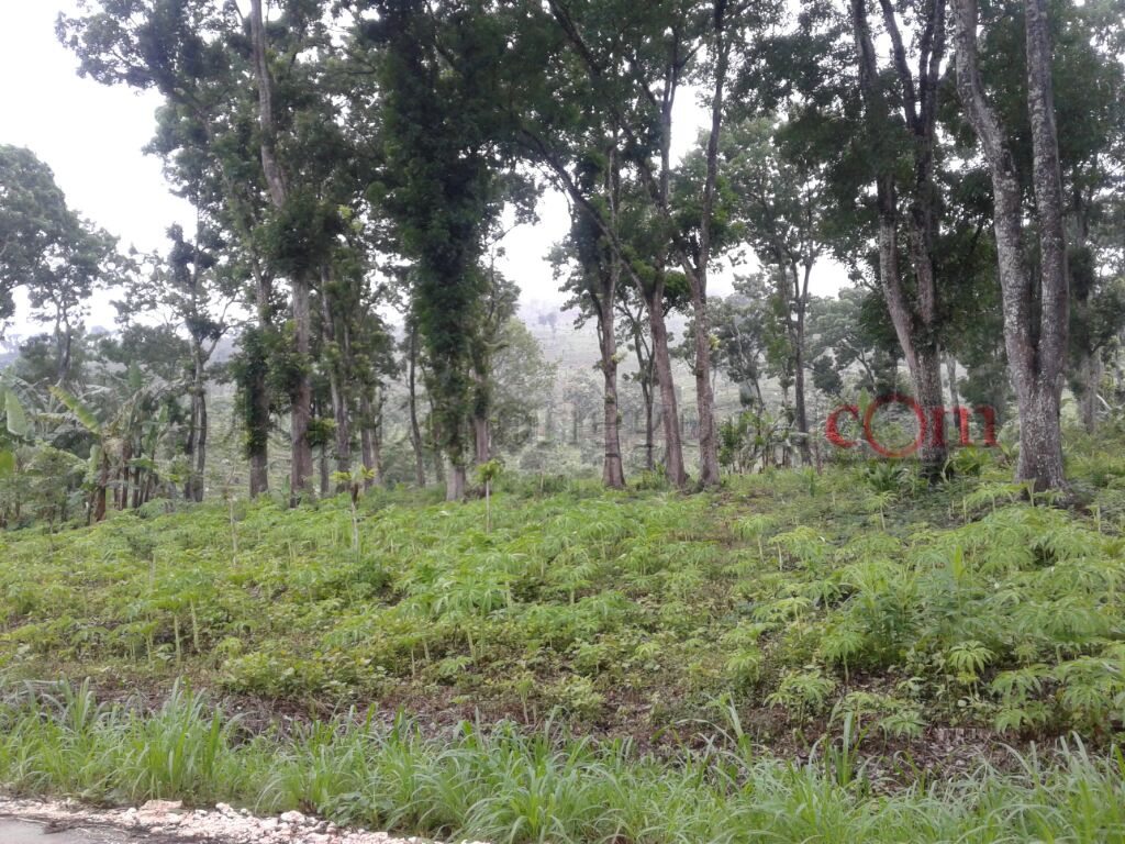Warga Klino Manfaatkan Lahan Hutan untuk Tanaman Porang