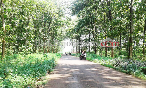 Cuaca Panas, Hutan Dander Cocok untuk Bersantai