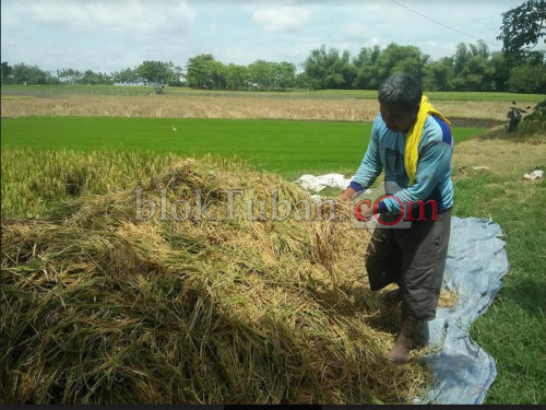 Panen, Harga Beras Berangsur Turun