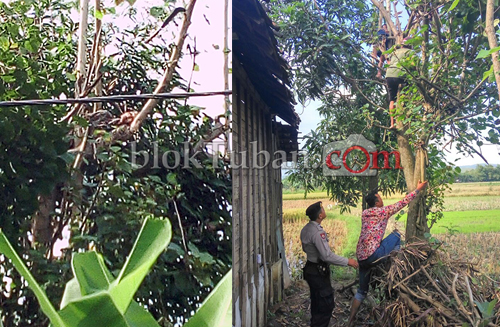 Kesetrum, Warga Parengan Meninggal di Atas Pohon