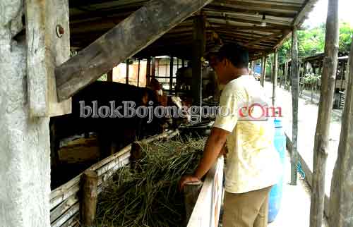 Kelompok Tani Ternak Kedung Gondang Patut Dicontoh