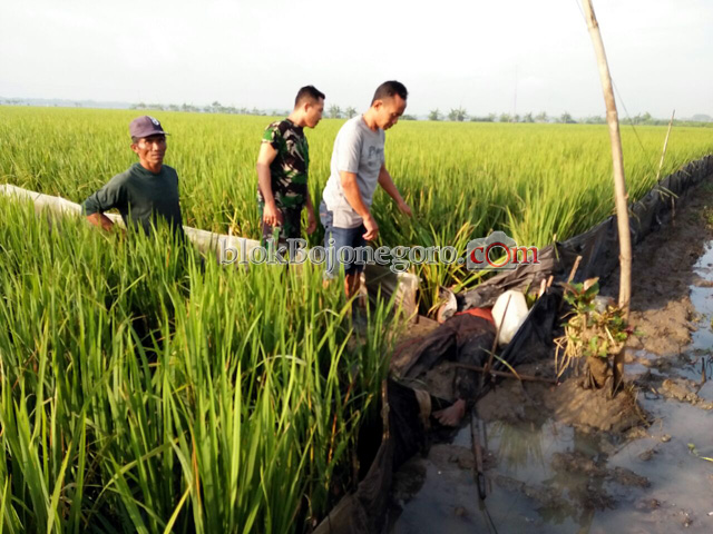 Hendak Mencari Ikan, Warga Temu Tersetrum di Sawah