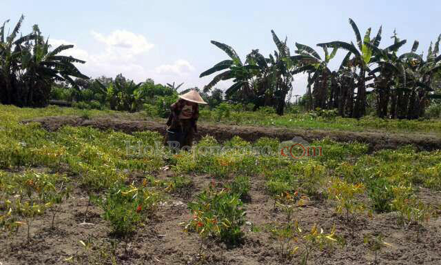 Petani Cabai di Ngesem Mulai Panen