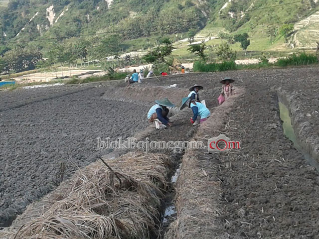 Petani Sekar Mulai Tanam Bawang Merah